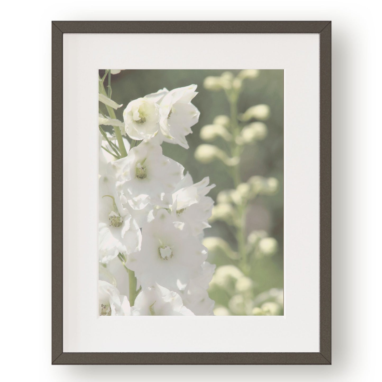 Tall white delphinium flowers in garden.