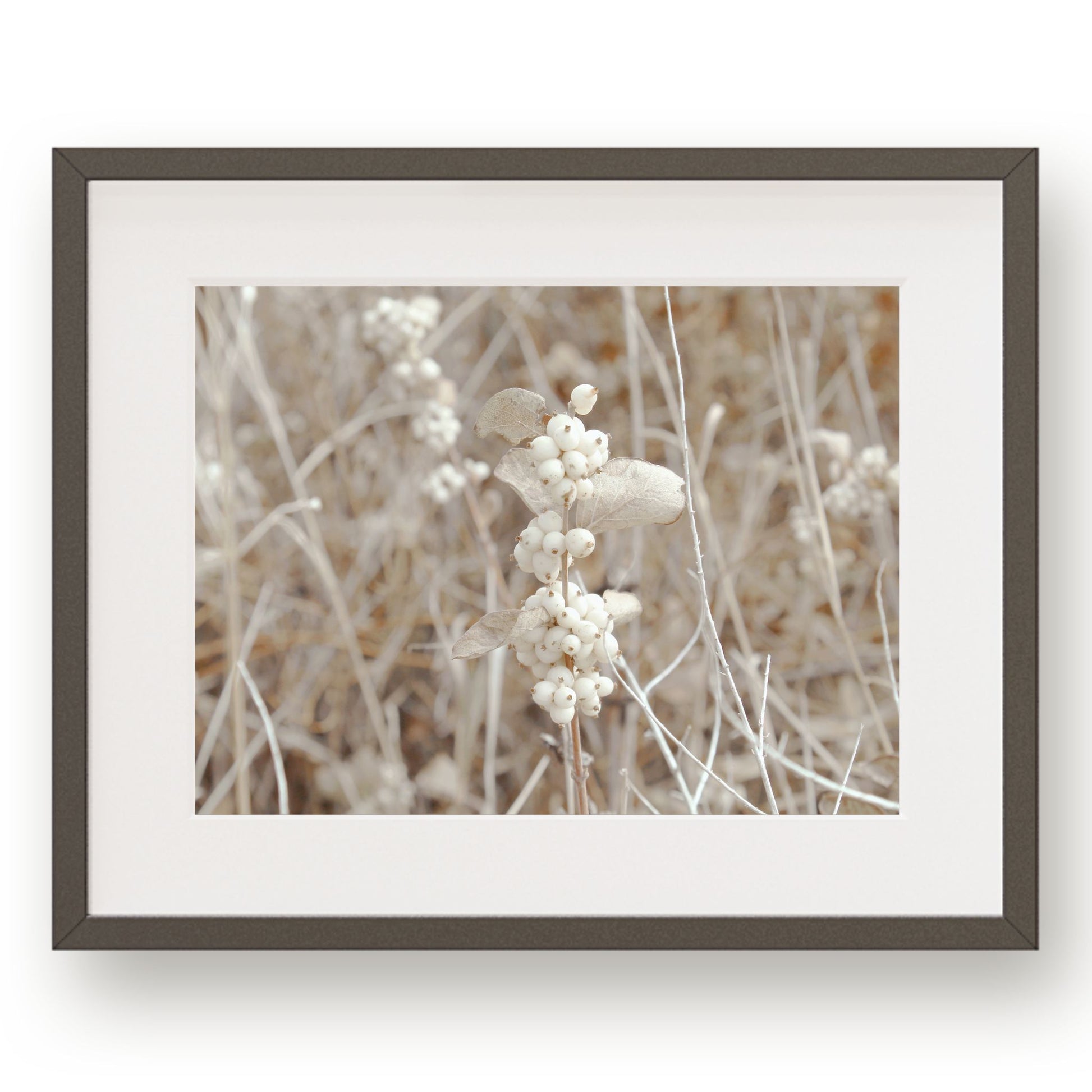 Closeup of a cluster of white snowberries on a stem in a field of snowberries.