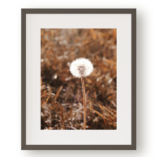 Fluffy white dandelion top on green stem in fall colored meadow.  