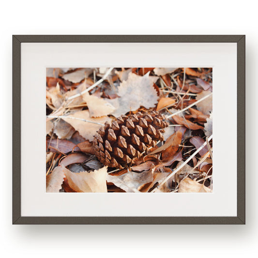 Brown pinecone laying on it's side in tan and golden leaves.