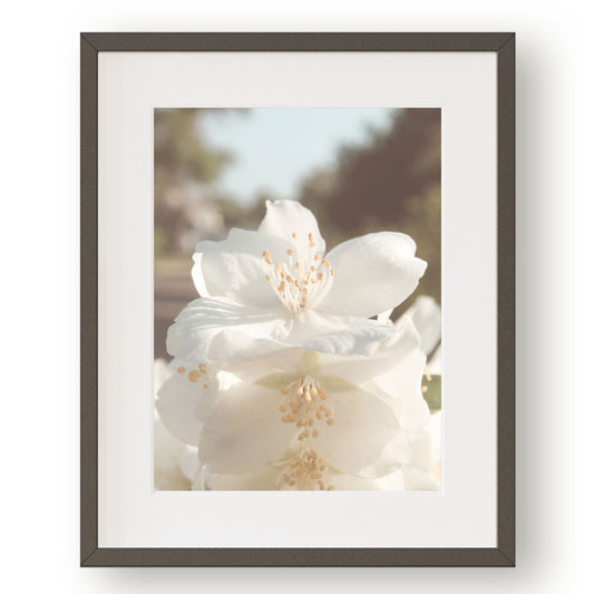 #1060 White Spring Flowers, Printable Art, Digital Download, Home Decor, Gallery Art, Wall Art