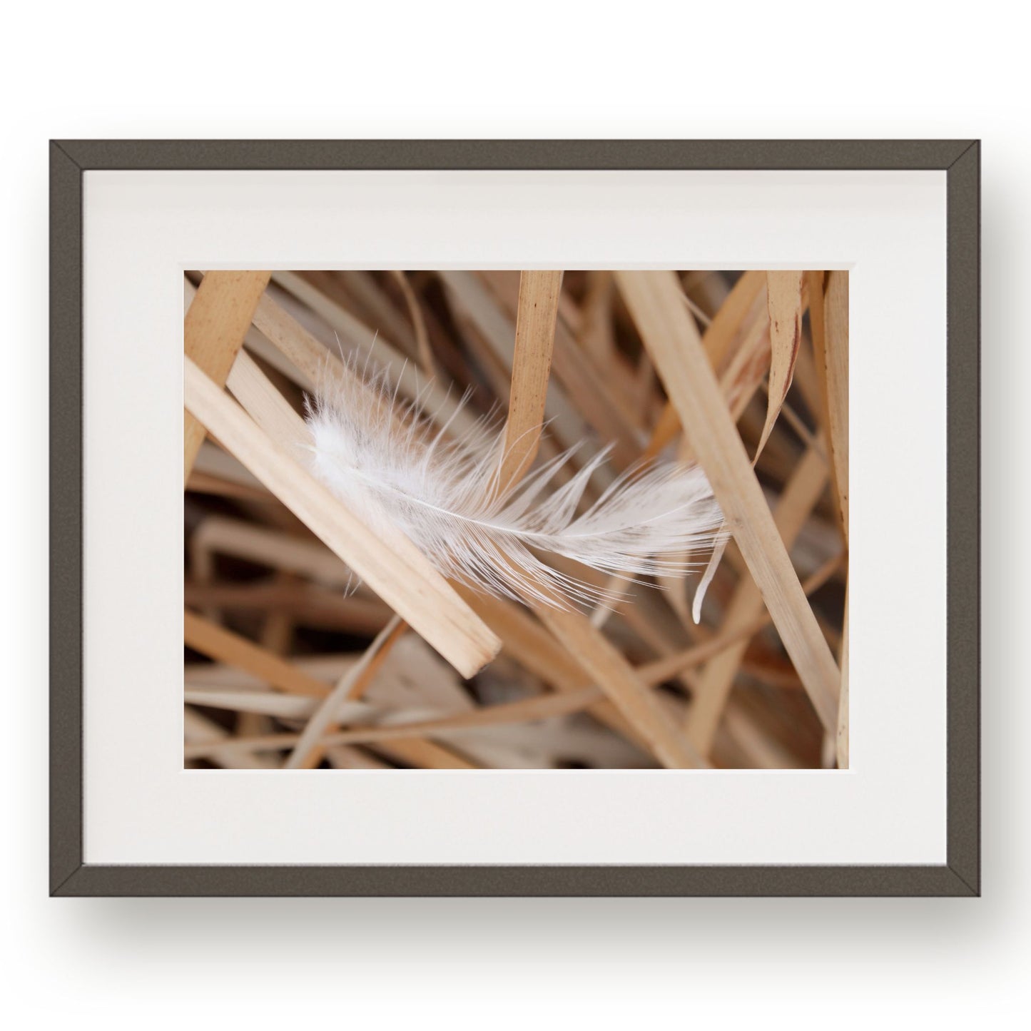 #1097 Feather in Golden Reeds, Printable Art, Digital Download, Home Decor, Gallery Art, Wall Art