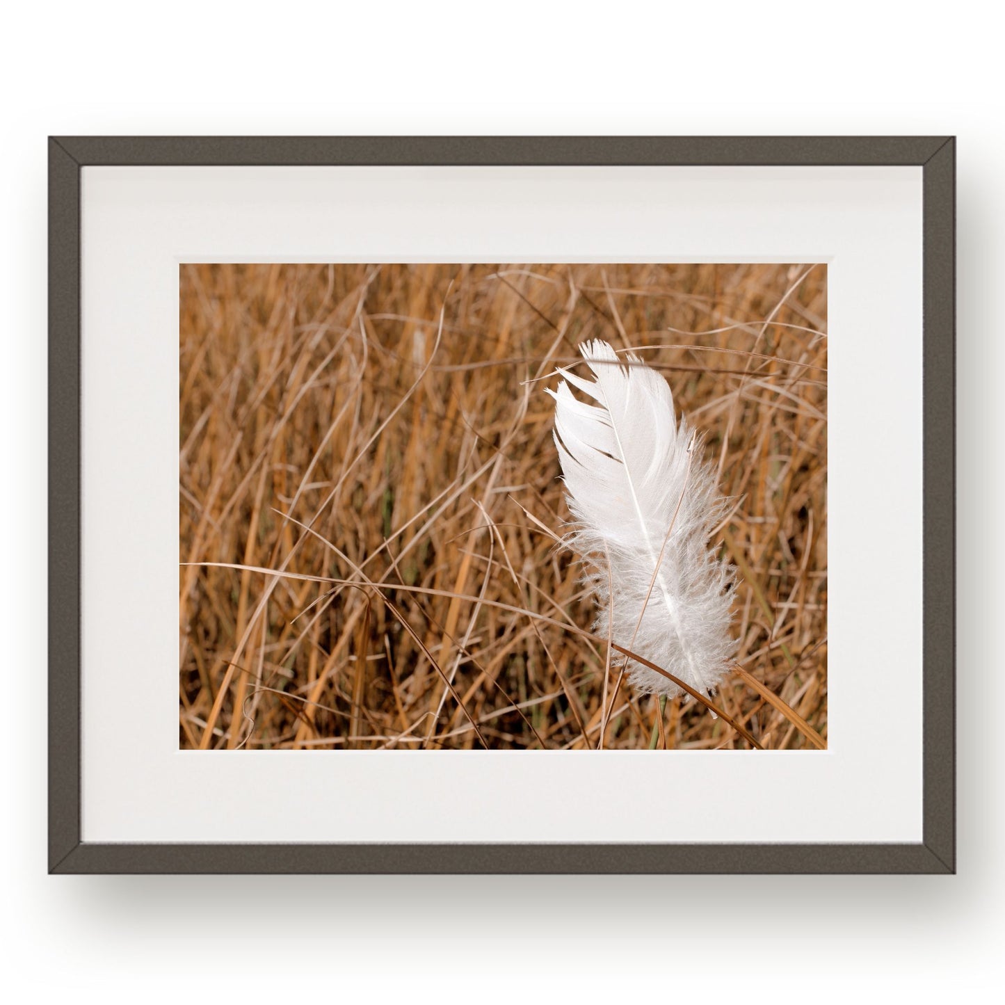 #1098 White Feather in Reeds, Printable Art, Digital Download, Home Decor, Gallery Art, Wall Art