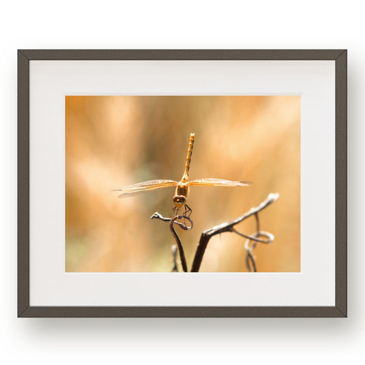 #1111 Golden Dragonfly, Printable Art, Digital Download, Home Decor, Gallery Wall Art