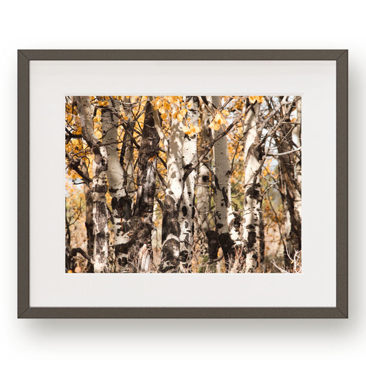 #1121 Aspen Trees in Fall, Printable Art, Digital Download, Home Decor, Gallery Art, Wall Art