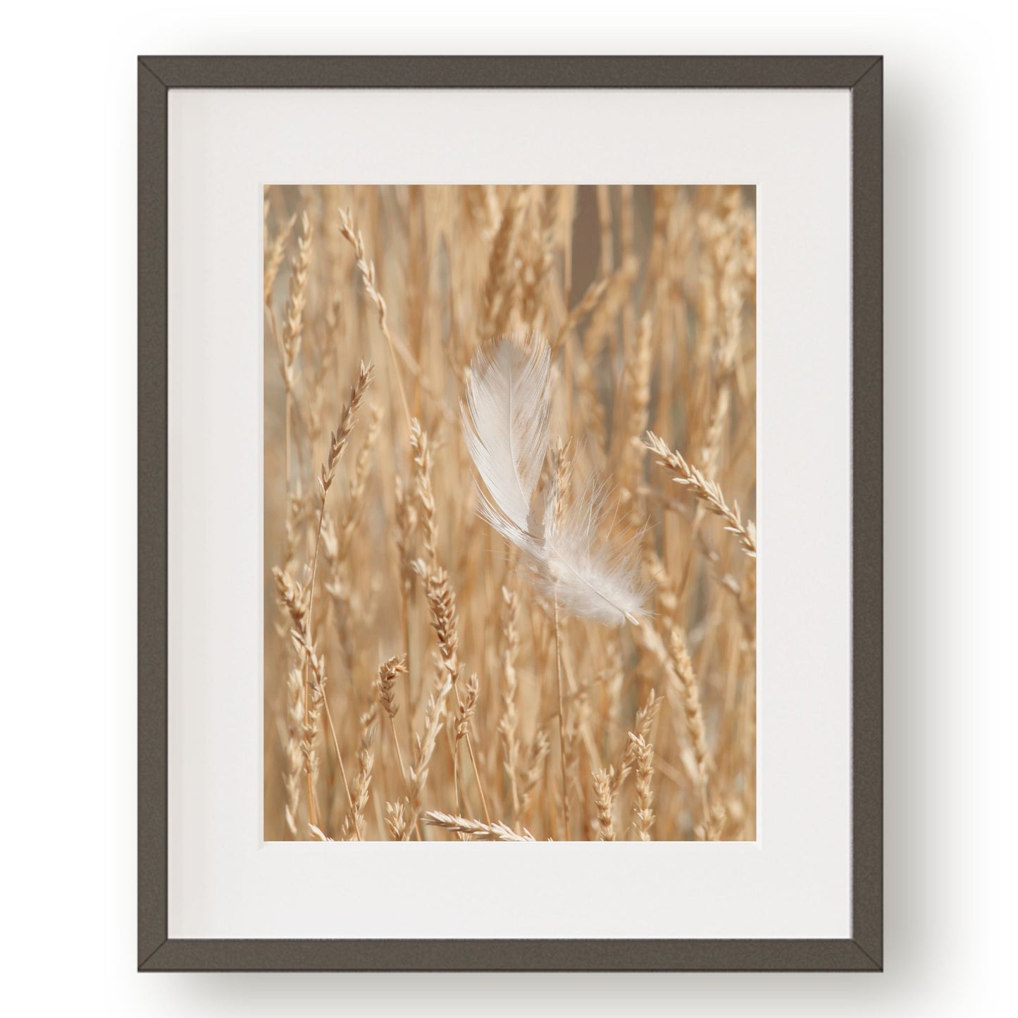 #1122 White Feather in Fall Meadow Grass, Printable Art, Digital Download, Home Decor, Gallery Art, Wall Art