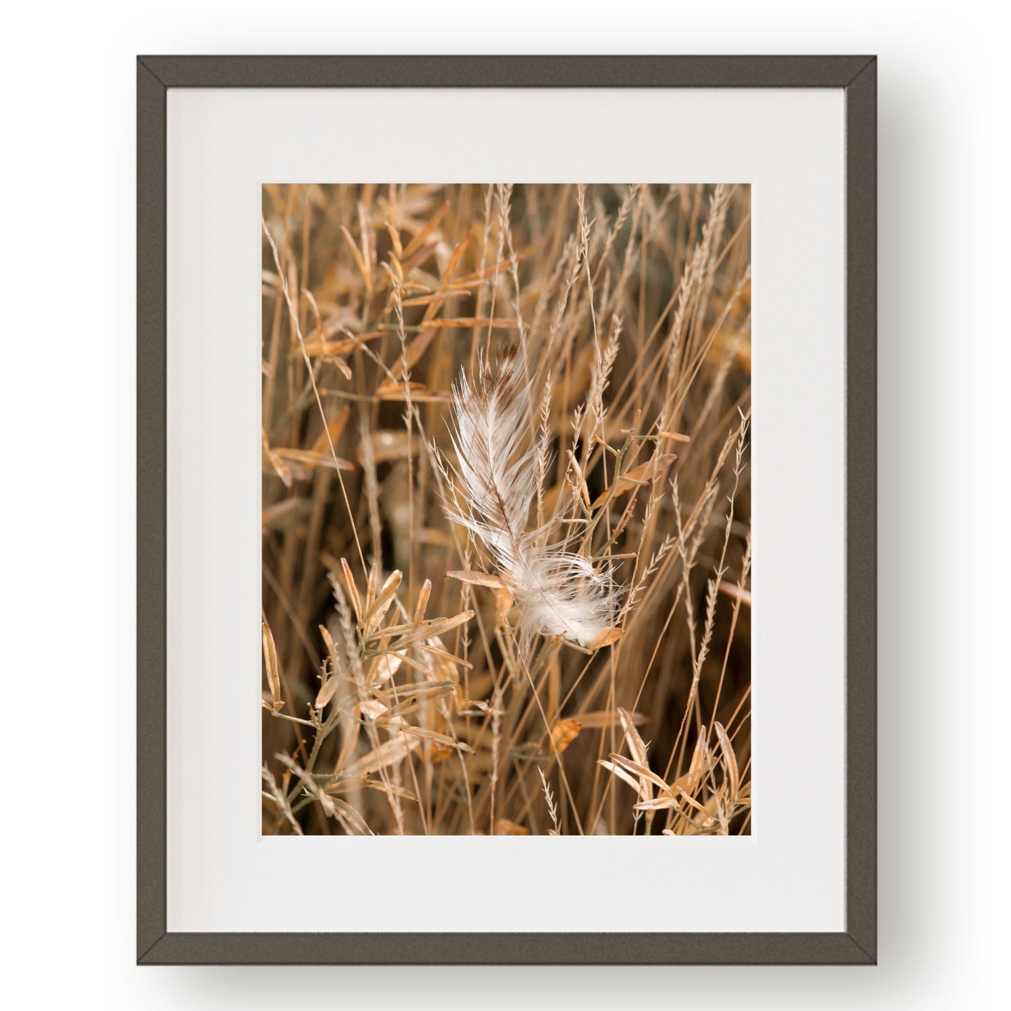 #1124 White Feather in Golden Meadow Grass, Printable Art, Digital Download, Home Decor, Gallery Art, Wall Art