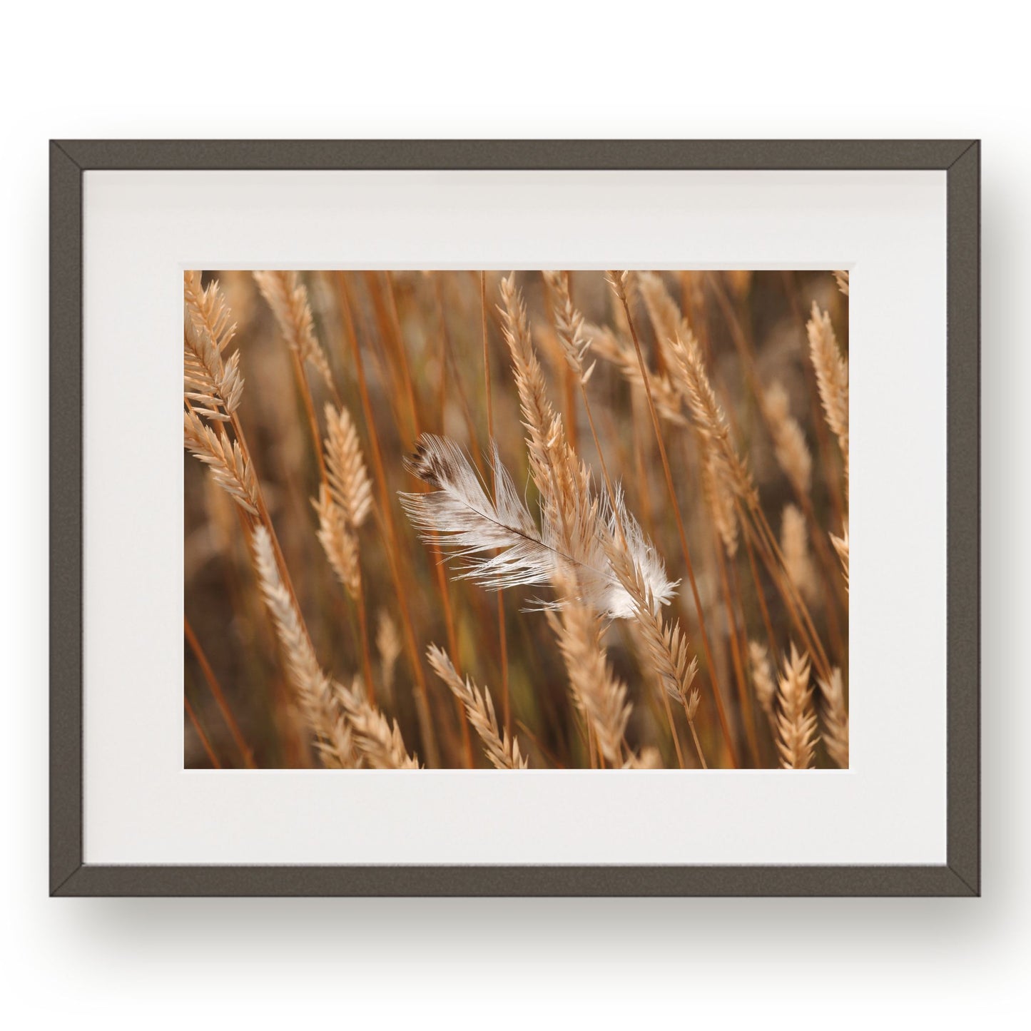 #1125 White Feather in Fall Meadow Grass, Printable Art, Digital Download, Home Decor, Gallery Art, Wall Art