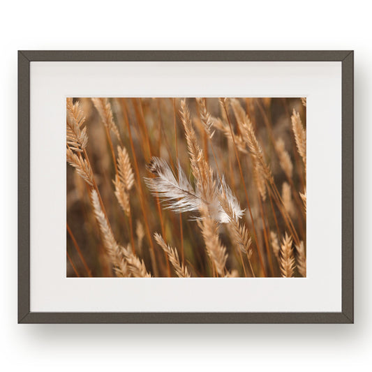 #1125 White Feather in Fall Meadow Grass, Printable Art, Digital Download, Home Decor, Gallery Art, Wall Art