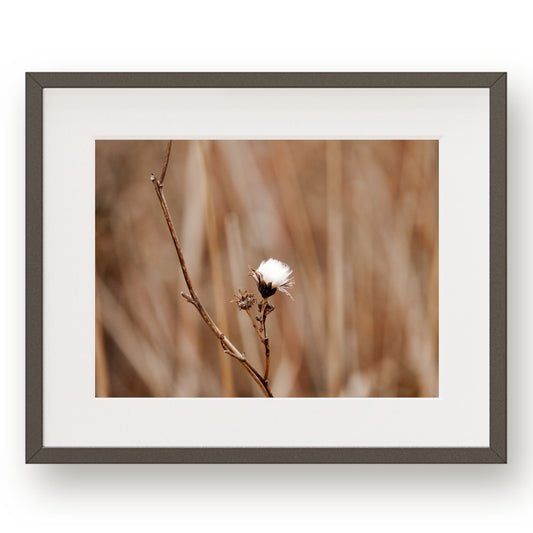 #1133 White Flower in Meadow Grass, Printable Art, Digital Download, Home Decor, Gallery Art, Wall Art