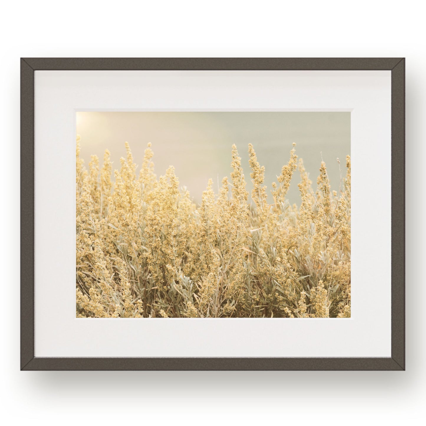 #1137 Yellow Sagebrush in Bloom, Printable Art, Digital Download, Home Decor, Gallery Art, Wall Art