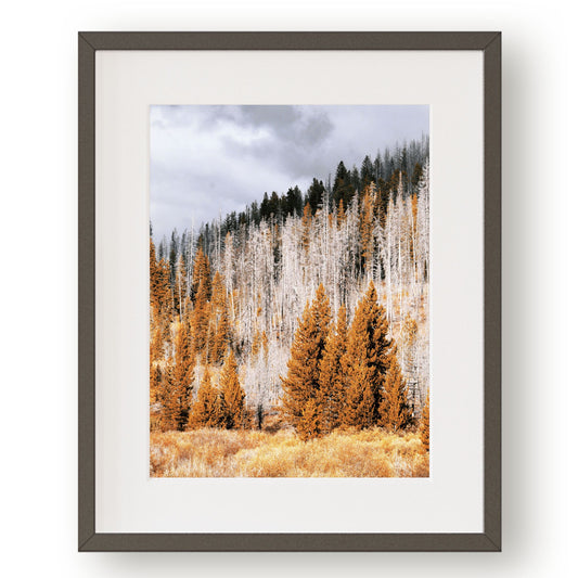 #1139 Pine Trees on Mountain, Printable Art, Digital Download, Home Decor, Gallery Art, Wall Art