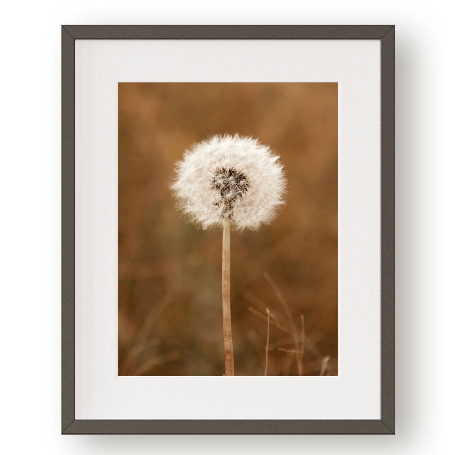 #1140 Dandelion in Meadow, Printable Art, Digital Download, Home Decor, Gallery Art, Wall Art