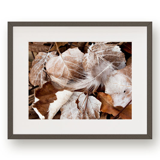 #1143 White Feather on Fallen Leaves, Printable Art, Digital Download, Home Decor, Gallery Art, Wall Art