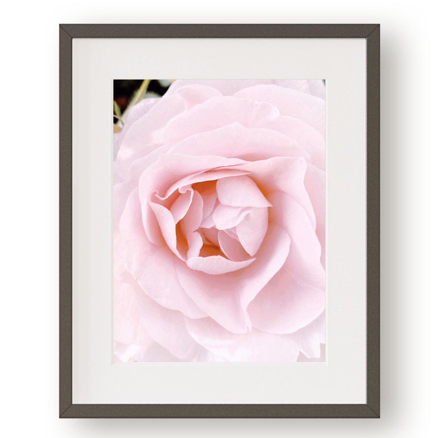 #1148 Pink Rose, Printable Art, Digital Download, Home Decor, Gallery Art, Wall Art