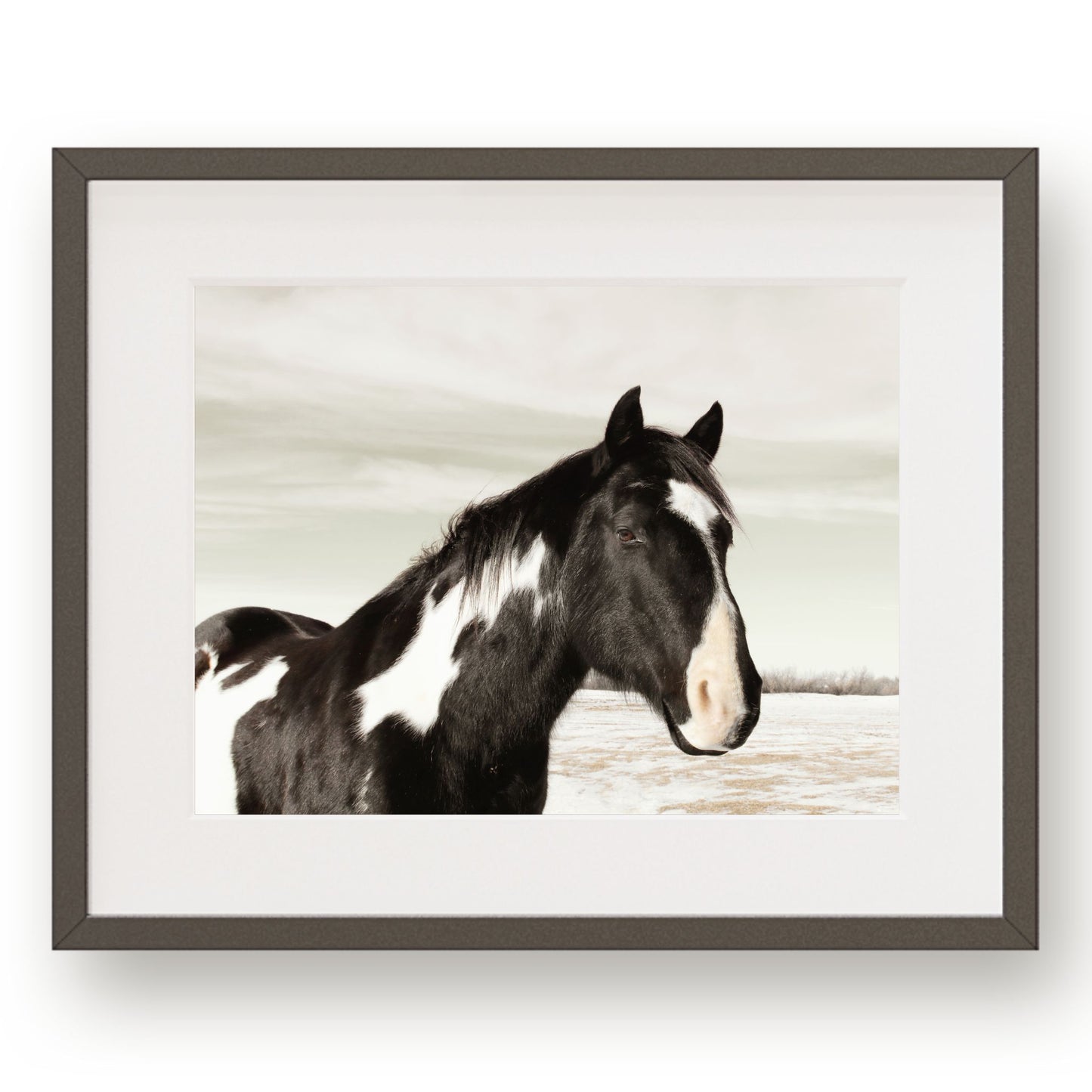 #1156 Black and White Horse, Printable Art, Digital Download, Home Decor, Gallery Art, Wall Art