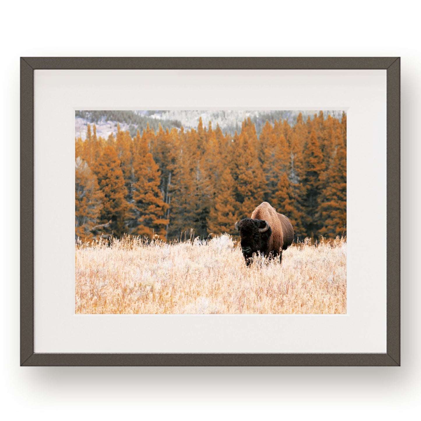 #1187 Wild Buffalo in Meadow, Printable Art, Digital Download, Home Decor, Wall Art, Gallery Art