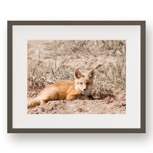 #1190 Wild Fox in Field, Printable Art, Digital Download, Home Decor, Wall Art, Gallery Art