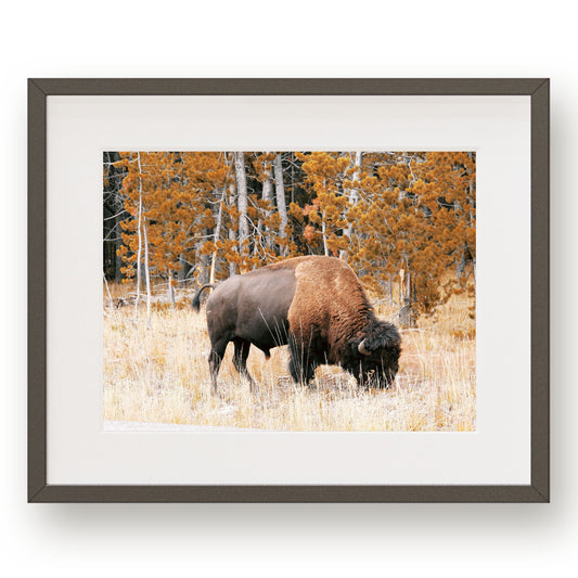 #1199 Grazing Wild Buffalo, Printable Art, Digital Download, Home Decor, Wall Art, Gallery Art