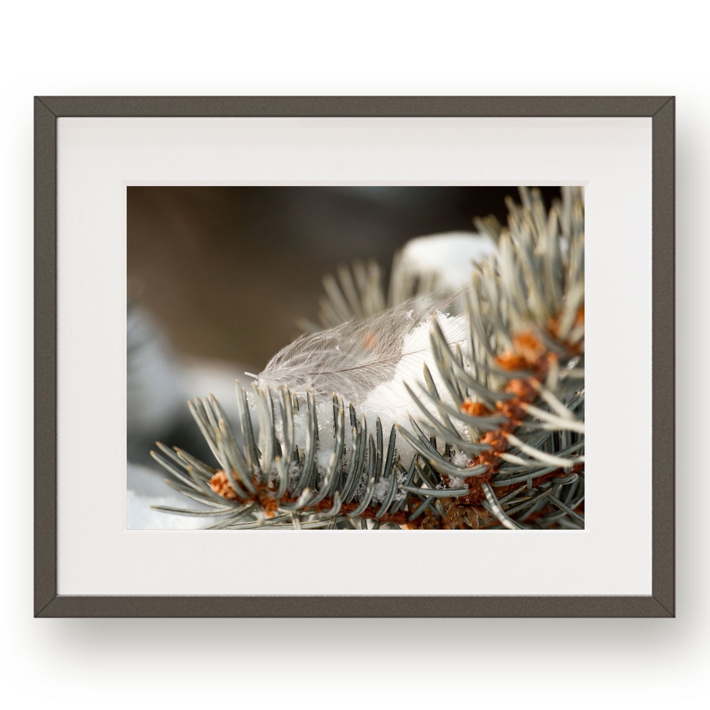 #1210 Gray Feather on Snowy Evergreen Branch, Printable Art, Digital Download, Home Decor, Gallery Art, Wall Art