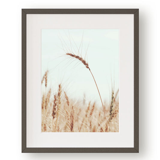 #1223 Golden Wheat Against Blue Sky, Printable Art, Digital Download, Home Decor, Gallery Art, Wall Art