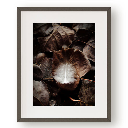 #1245 Brown and White Feather on Fallen Leaves, Printable Art, Digital Download, Home Decor, Gallery Art, Wall Art