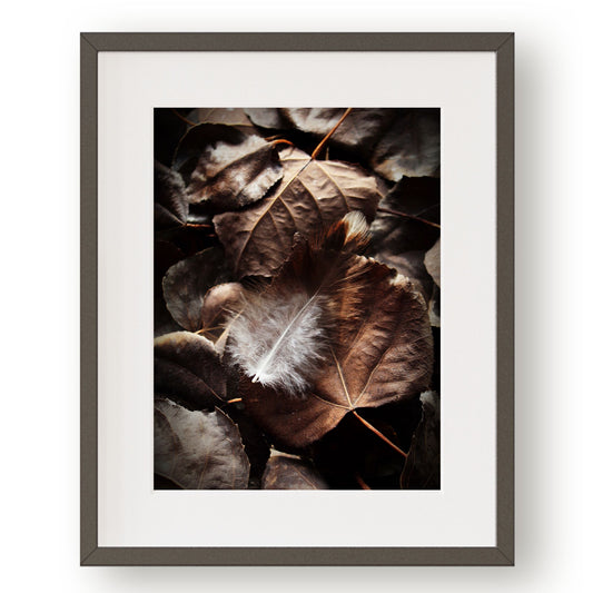 #1246 Brown and White Feather on Fallen Leaves, Printable Art, Digital Download, Home Decor, Gallery Art, Wall Art