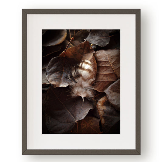 #1249 Brown and White Striped Feather on Fallen Leaves, Printable Art, Digital Download, Home Decor, Gallery Art, Wall Art