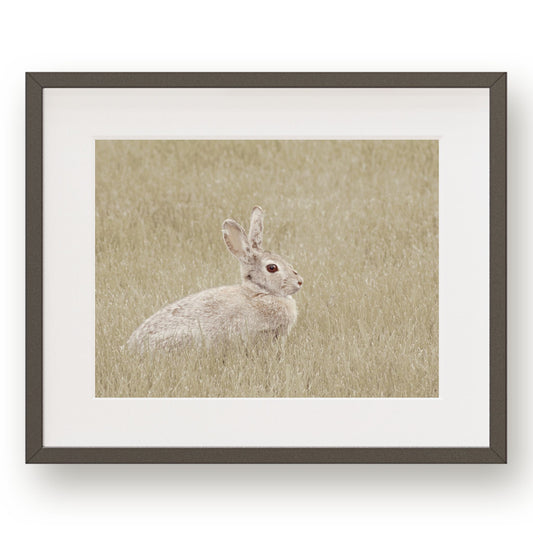 #1259 Rabbit in Grass, Printable Art, Digital Download, Home Decor, Gallery Art, Wall Art