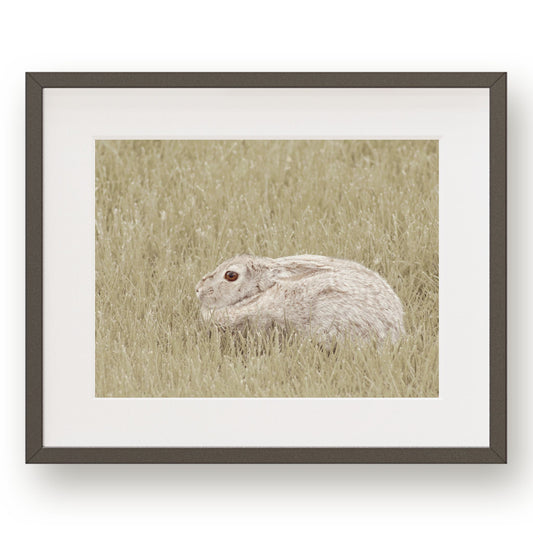 #1260 Rabbit in Grass, Printable Art, Digital Download, Home Decor, Gallery Art, Wall Art