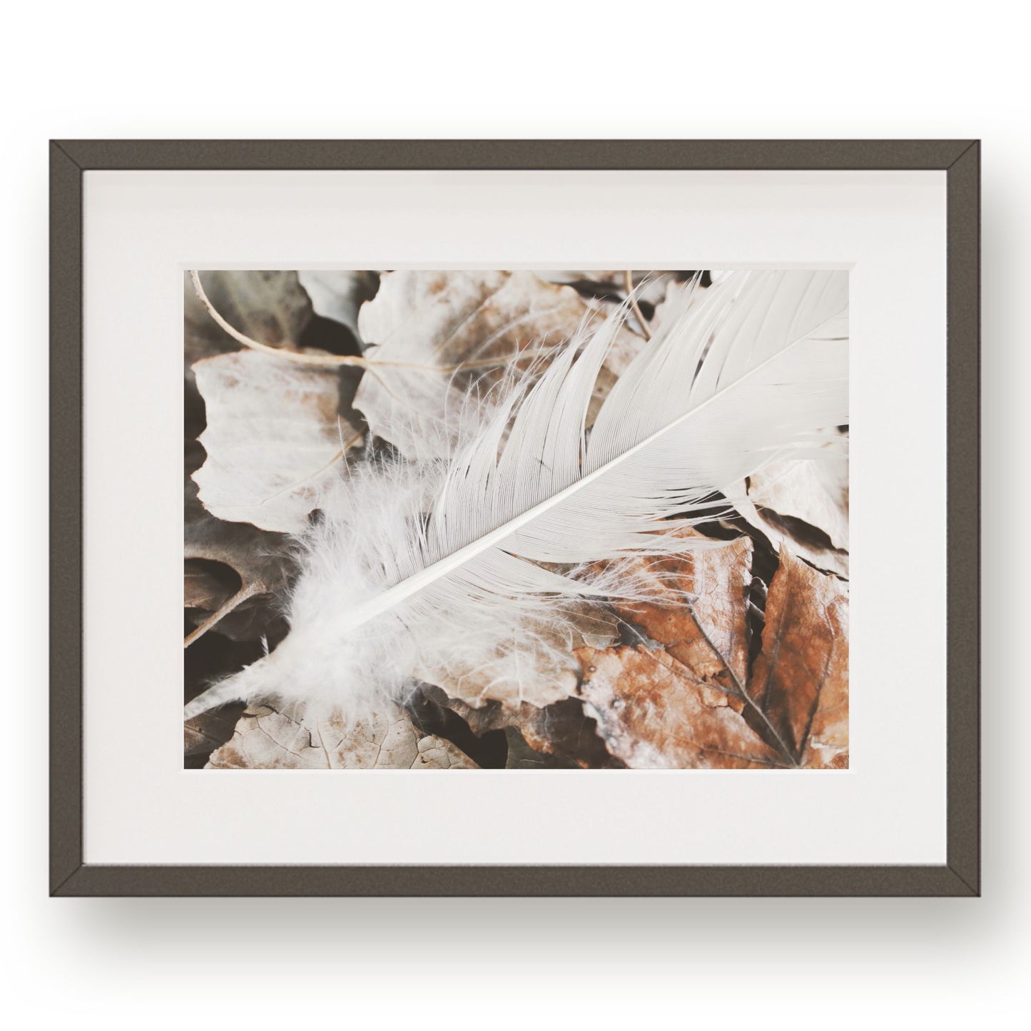 #1274 White Feather on Fall Leaves, Printable Art, Digital Download, Home Decor, Gallery Art, Wall Art