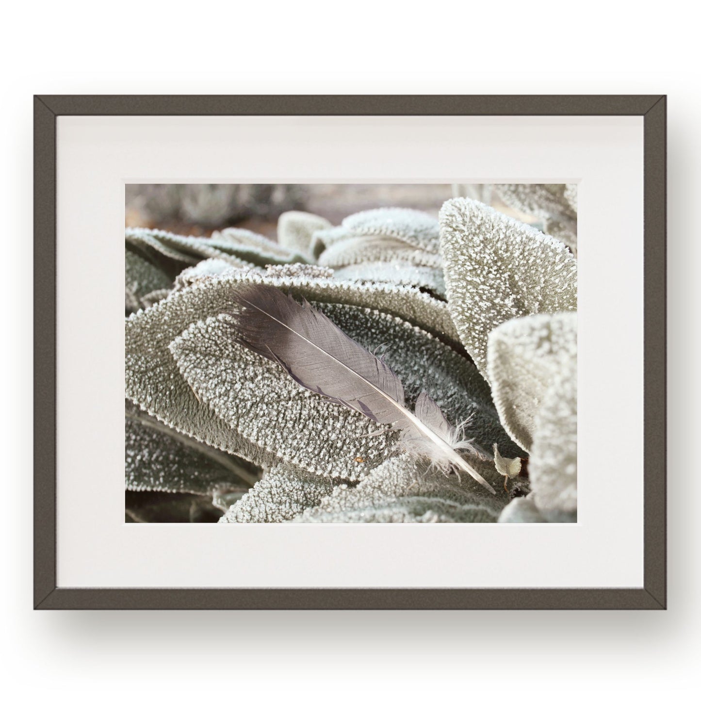 #1284 Gray Feather on Frosted Leaf, Printable Art, Digital Download, Home Decor, Gallery Art, Wall Art