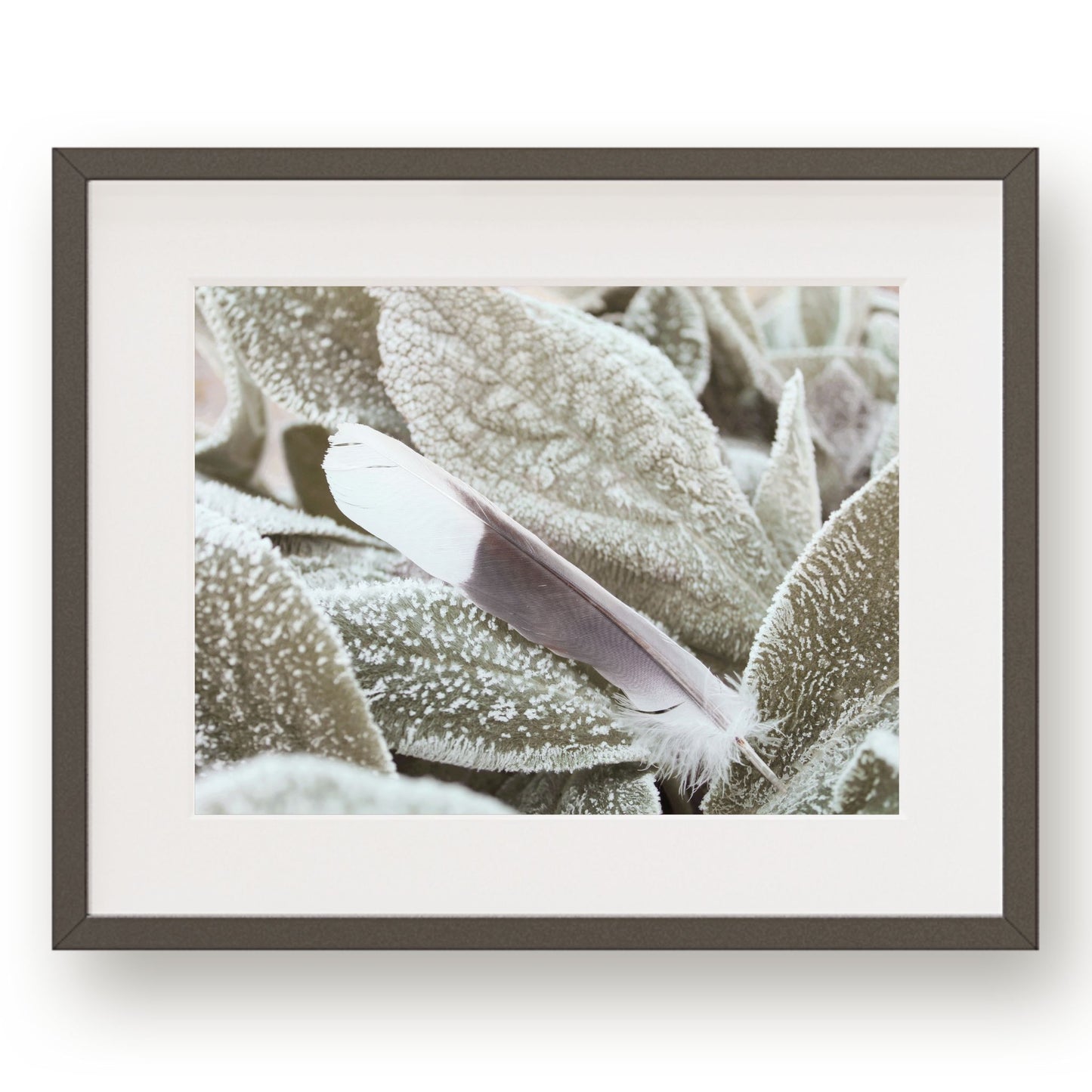 #1287 White and Gray Feather on Frosted Leaf, Printable Art, Digital Download, Home Decor, Gallery Art, Wall Art