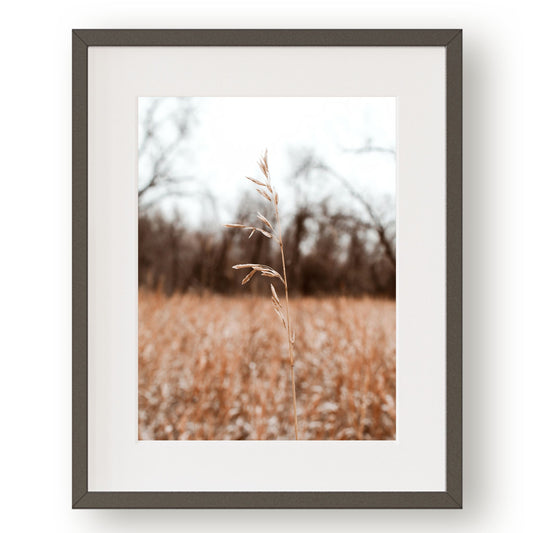 #1315 Grass Seed Head in Field, Printable Art, Digital Download, Home Decor, Gallery Wall Art