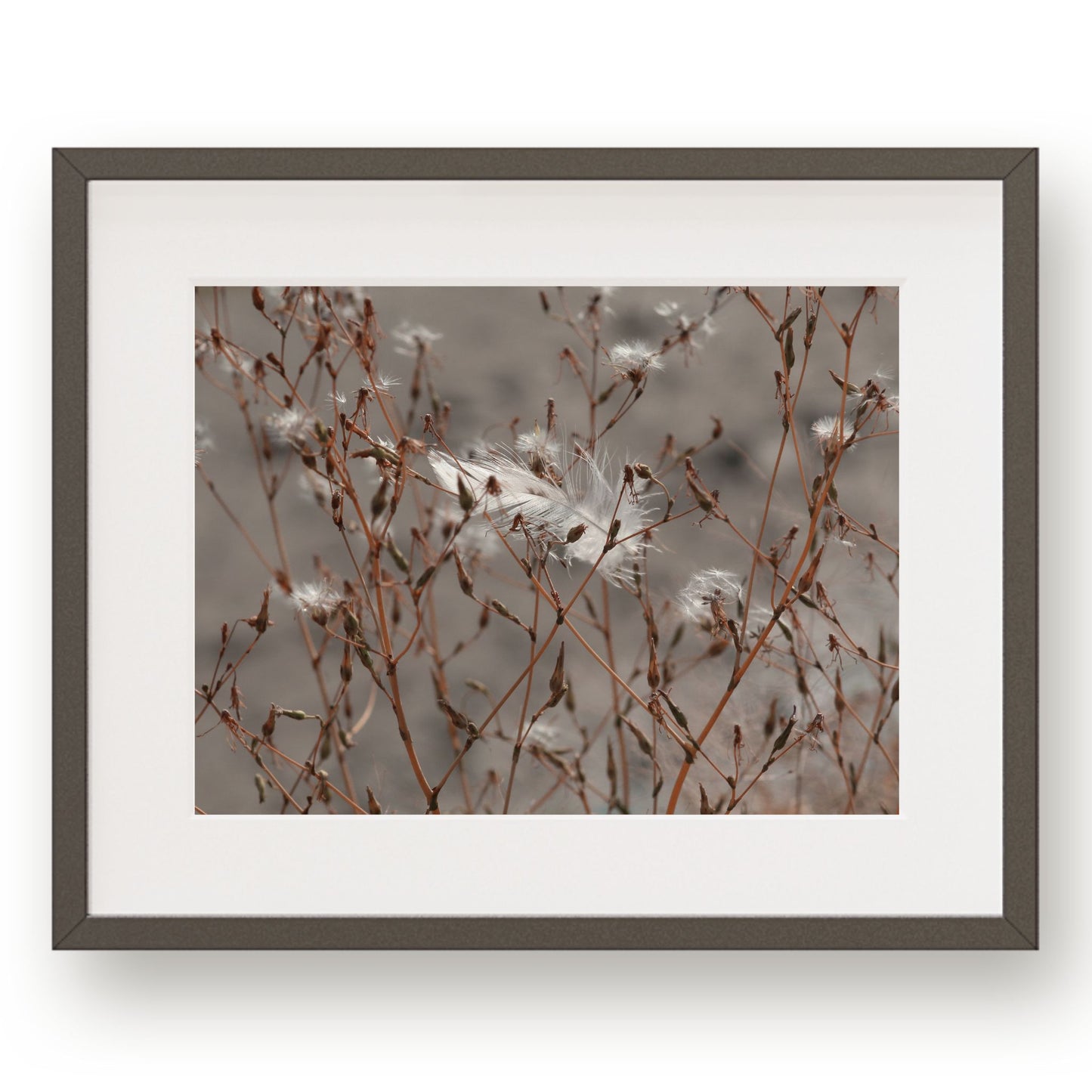 #1329 White Feather in Brown Branches, Printable Art, Digital Download, Home Decor, Gallery Wall Art