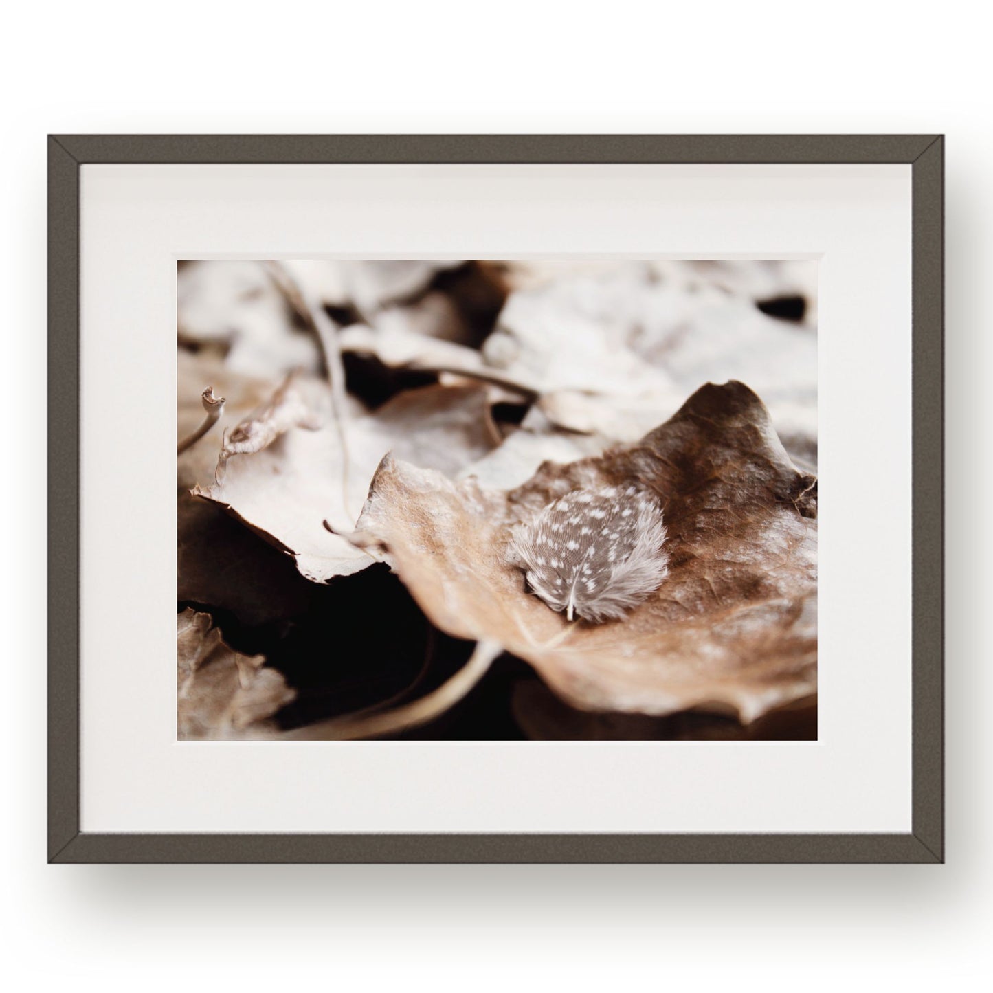 #1333 Spotted Feather in Fallen Leaf, Printable Art, Digital Download, Home Decor, Gallery Wall Art