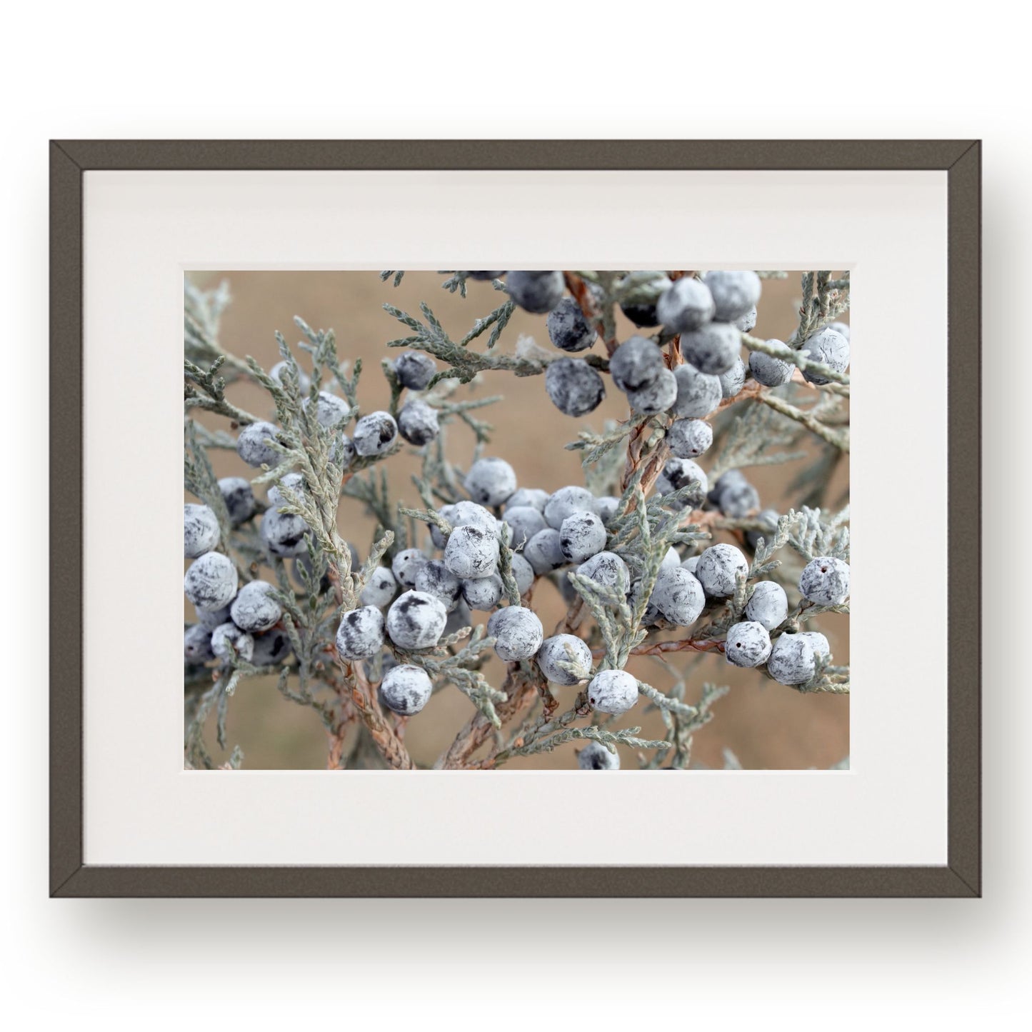 #1340 Juniper Berries, Printable Art, Digital Download, Home Decor, Gallery Art, Wall Art