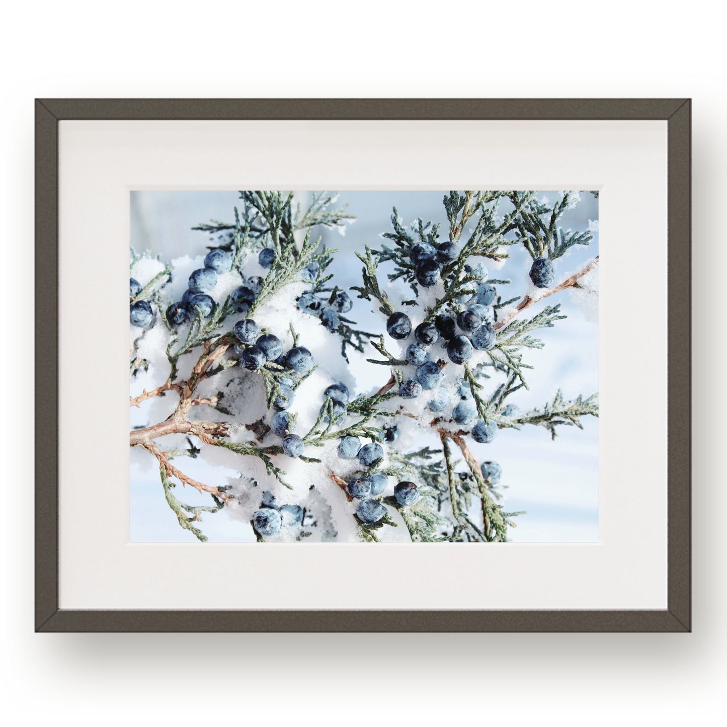 #1343 Snow Covered Juniper Berries, Printable Art, Digital Download, Home Decor, Gallery Wall Art