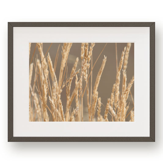 #1431 Grass Seed Heads in Fall, Printable Art, Digital Download, Home Decor, Gallery Wall Art