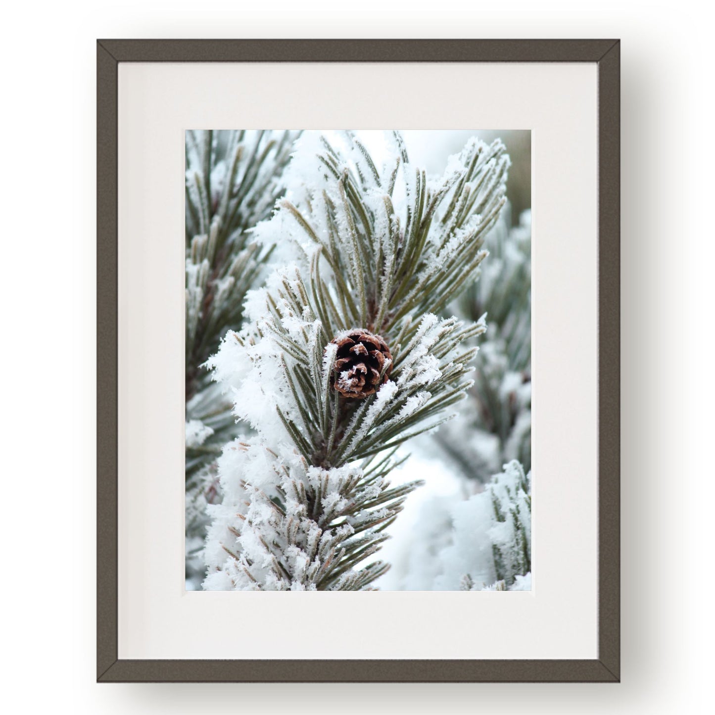 #1436 Snow Covered Pine Cone, Printable Art, Digital Download, Home Decor, Gallery Art, Wall Art