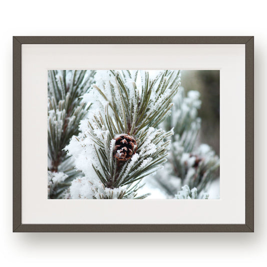 #1437 Snow Covered Pine Cone in Evergeen, Printable Art, Digital Download, Home Decor, Gallery Art, Wall Art