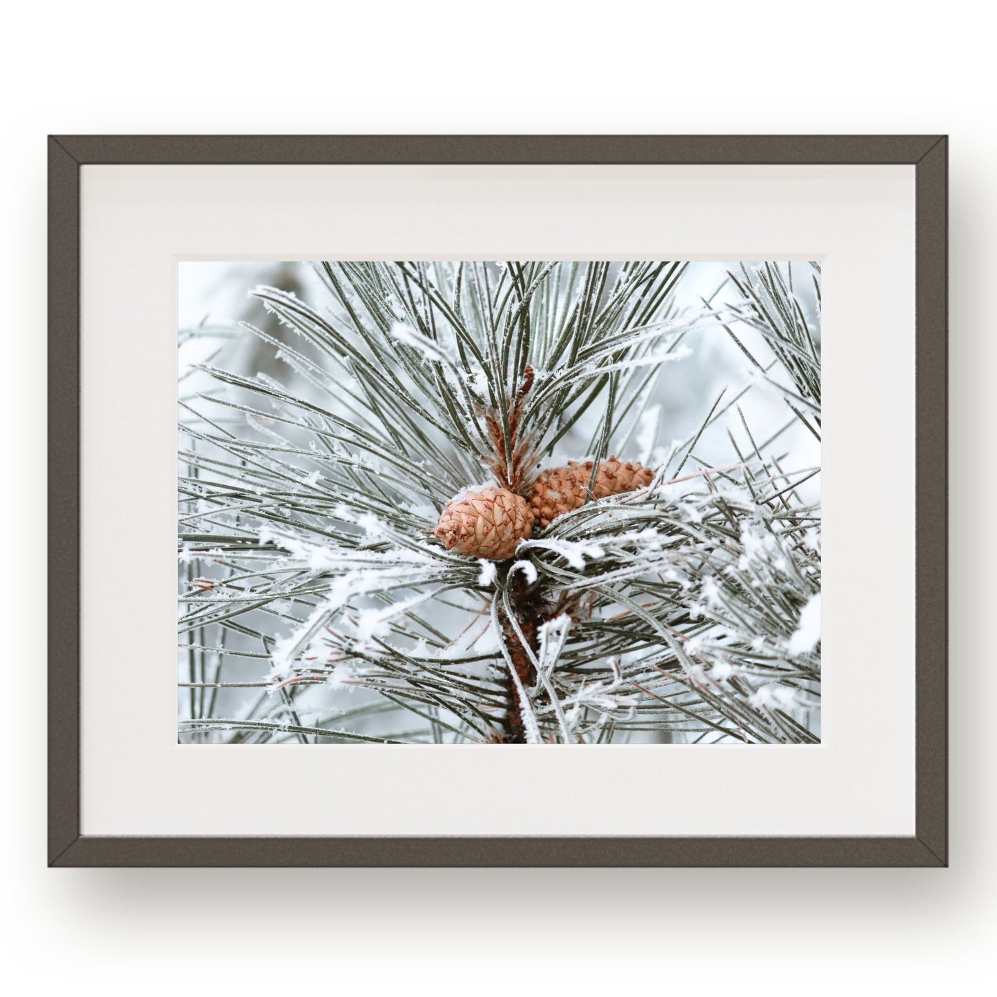 #1438 Snow Covered Pine Cones in Evergreen, Printable Art, Digital Download, Home Decor, Gallery Art, Wall Art